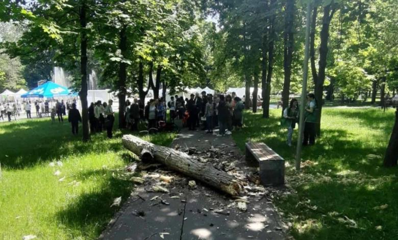Photo of Tragedie în parcul Alunelul: O bucată de copac a căzut peste o fetiță de doi. Micuța a murit la spital