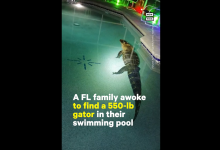 Photo of video | Un aligator uriaș a făcut baie în piscina unei familii din Florida