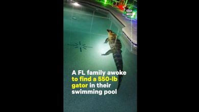 Photo of video | Un aligator uriaș a făcut baie în piscina unei familii din Florida