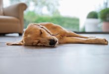 Photo of Ce spune somnul câinilor despre relația cu stăpânii lor