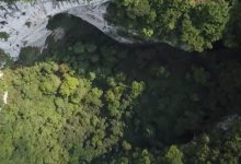 Photo of video | O uimitoare pădure străveche, cu copaci de 40 de metri – descoperită într-o groapă de 192 de metri