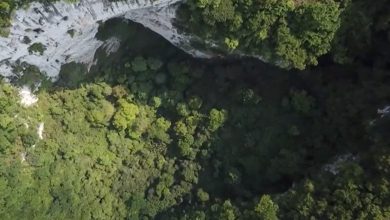 Photo of video | O uimitoare pădure străveche, cu copaci de 40 de metri – descoperită într-o groapă de 192 de metri