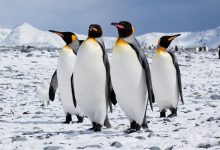 Photo of Cei mai mari pinguini din lume ar putea dispărea în viitorul apropiat. De vină se fac schimbările climatice