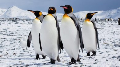 Photo of Cei mai mari pinguini din lume ar putea dispărea în viitorul apropiat. De vină se fac schimbările climatice