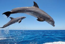 Photo of Numărul delfinilor care au murit în Marea Neagră a crescut accelerat. Războiul din Ucraina ar putea fi cauza
