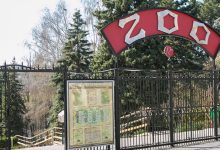 Photo of update | Cazul broscuței dispărute de la Zoo: Reptila a fost, totuși, furată. Unde se află acum