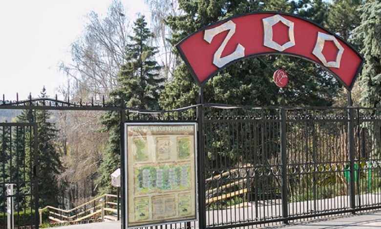 Photo of update | Cazul broscuței dispărute de la Zoo: Reptila a fost, totuși, furată. Unde se află acum