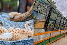 Photo of foto | Animalele prădătoare de la Grădina Zoologică din Chișinău au o nouă casă