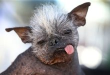 Photo of foto | Cum a arătat parada patrupezilor la concursul „Cel mai urât câine din lume”