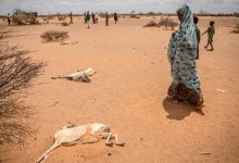 Photo of Somalia, din nou în pragul foametei din cauza secetei. Avertismentul ONU: Sute de mii de oameni ar putea muri