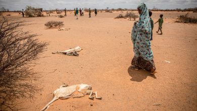 Photo of Somalia, din nou în pragul foametei din cauza secetei. Avertismentul ONU: Sute de mii de oameni ar putea muri