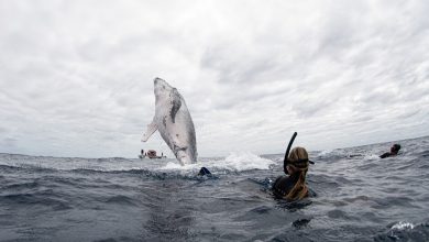 Photo of foto | Imagini senzaționale cu o balenă uriașă și puiul ei care încearcă să se „împrietenească” cu turiștii dintr-o barcă