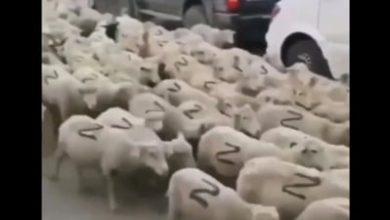 Photo of video | Rușii sunt foc și pară din cauza unui videoclip care ironizează armata lui Putin în Ucraina