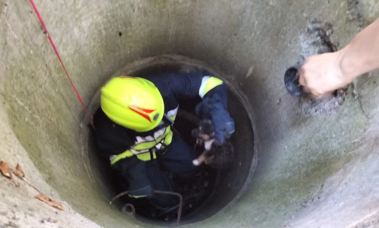 Photo of foto | Misiune mai puțin obișnuită la Cahul. Un cățeluș a fost salvat dintr-o fântână de la adâncimea de 2,5 metri