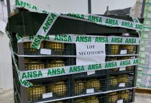 Photo of Atenție, consumatori. ANSA anunță despre retragerea unui lot neconform de pepene galben din import
