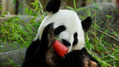 Photo of Au primit înghețată pentru a se răcori în timpul caniculei. Cum au fost răsfățate animalele de la Zoo Madrid