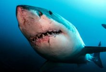 Photo of Nici Europa nu este ferită de atacurile rechinilor. Cea mai periculoasă specie trăiește în Mediterană