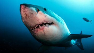 Photo of Nici Europa nu este ferită de atacurile rechinilor. Cea mai periculoasă specie trăiește în Mediterană