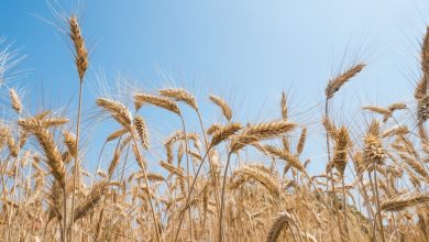 Photo of Cerealele din Crimeea sunt exportate masiv. Cotația grâului a revenit la nivelul de dinaintea războiului