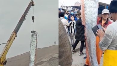 Photo of foto | Pescarii din Chile au prins un pește de 5 metri lungime. Au ridicat prada cu macaraua