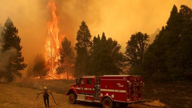 Photo of foto | Un nou focar lovește America. Cei mai înalți copaci din lume sunt în pericol să fie distruși de un incendiu