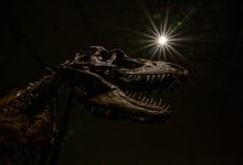 Photo of foto | O fosilă de dinozaur, vândută la licitație cu 6 milioane de dolari. Cumpărătorul poate să-i pună un nume