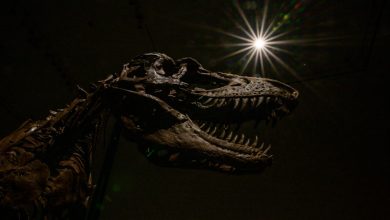 Photo of foto | O fosilă de dinozaur, vândută la licitație cu 6 milioane de dolari. Cumpărătorul poate să-i pună un nume