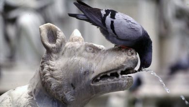 Photo of Două mari orașe din Italia raționalizează apa de băut din cauza secetei