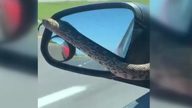 Photo of video | Cum a reacționat o femeie când s-a trezit la volan cu un șarpe pe parbriz