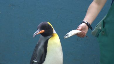 Photo of foto | Pinguinii de la un acvariu japonez își vor delicatesele înapoi. Animalele refuză să mănânce pește ieftin