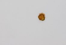 Photo of foto | O felie de castravete murat lipită pe tavanul unui muzeu a devenit operă de artă. A fost scoasă la vânzare cu 6000 de dolari