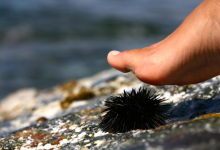 Photo of După rechini, aricii de mare sunt următorul pericol pe litoral. Ce trebuie să faci ca să fii în siguranță