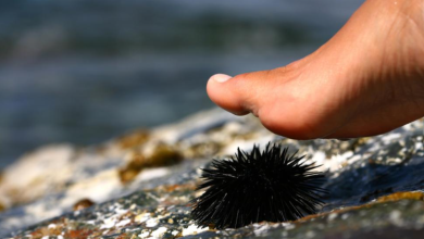 Photo of După rechini, aricii de mare sunt următorul pericol pe litoral. Ce trebuie să faci ca să fii în siguranță