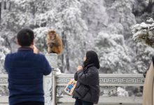 Photo of Maimuțele sălbatice terorizează locuitorii unui oraș japonez. Intră pe geam și atacă bătrâni și copii