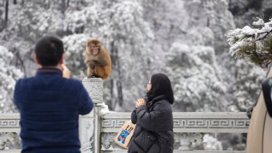 Photo of Maimuțele sălbatice terorizează locuitorii unui oraș japonez. Intră pe geam și atacă bătrâni și copii