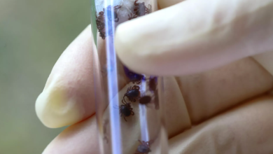 Photo of Generalii ruși acuză SUA că au înmulțit căpușe în Ucraina ca să-i infecteze pe soldații lui Putin