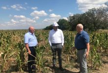Photo of 70% din roada de floarea-soarelui a fost pierdută. Ce spun producătorii agricoli