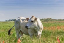 Photo of Zeci de vaci au murit în câteva minute pe un câmp din cauza unei plante care devine otrăvitoare din cauza secetei