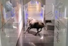 Photo of video | Momentul în care un taur dă buzna într-o bancă. Ce s-a întâmplat cu angajații