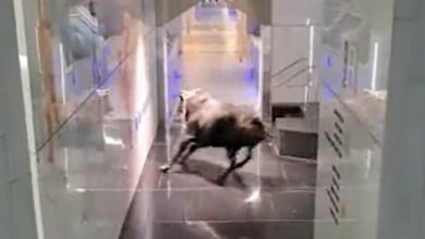 Photo of video | Momentul în care un taur dă buzna într-o bancă. Ce s-a întâmplat cu angajații