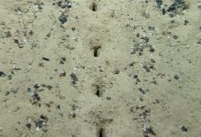 Photo of foto, video | Găuri misterioase descoperite pe fundul oceanului: Par ar fi făcute cu o unealtă umană
