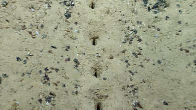 Photo of foto, video | Găuri misterioase descoperite pe fundul oceanului: Par ar fi făcute cu o unealtă umană