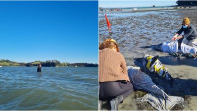 Photo of foto | Înarmați cu găleţi cu apă şi prosoape! Voluntarii au salvat şapte dintre cei nouă delfini eşuaţi pe o plajă din Noua Zeelandă