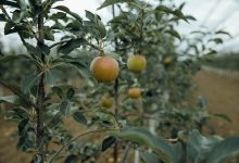Photo of foto | Fermierii din Briceni testează un portaltoi de măr creat în SUA