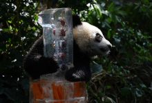 Photo of foto | Cum și-a sărbătorit un pui de panda uriaș primul an de viață? Imagini adorabile cu Le Le