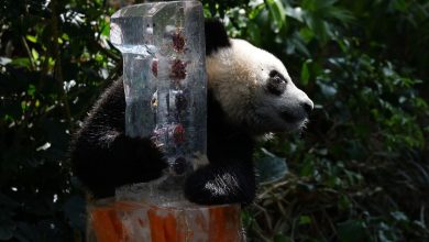 Photo of foto | Cum și-a sărbătorit un pui de panda uriaș primul an de viață? Imagini adorabile cu Le Le