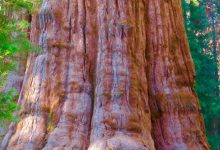 Photo of Hyperion, consemnat în Cartea Recordurilor ca fiind cel mai înalt copac din lume, este interzis vizitatorilor