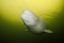 Photo of O balenă beluga din Oceanul Arctic, a intrat pe râul Sena și a ajuns lângă Paris