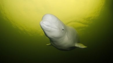Photo of O balenă beluga din Oceanul Arctic, a intrat pe râul Sena și a ajuns lângă Paris