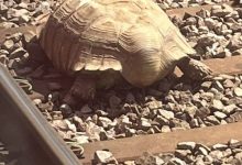 Photo of Cum o țestoasă uriașă a blocat traficul feroviar timp de câteva ore în estul Angliei